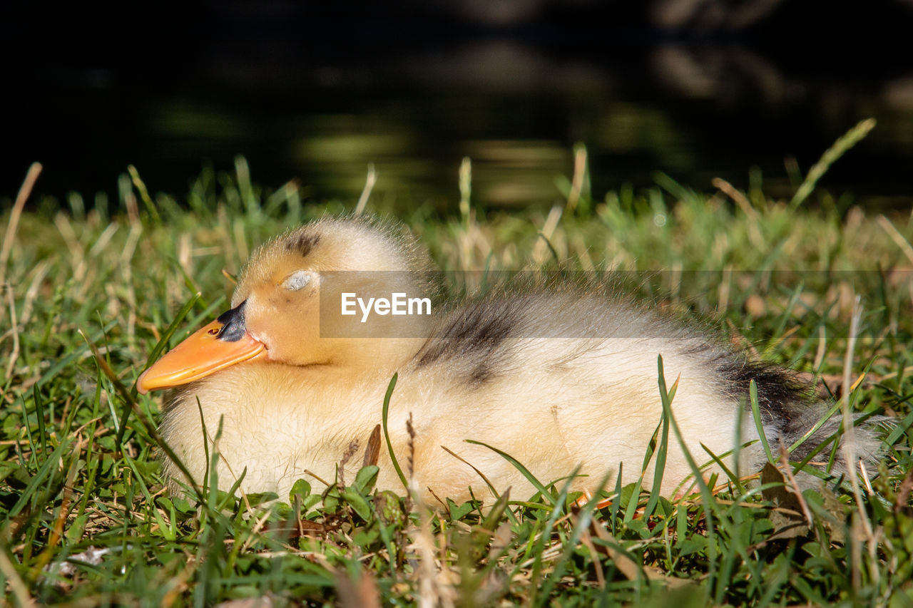 VIEW OF BIRD ON GRASS