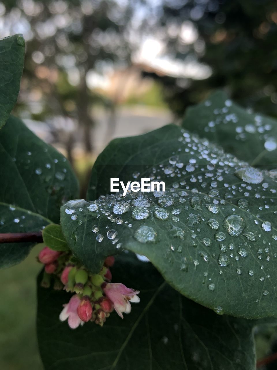 CLOSE-UP OF WATER DROPS ON PINK ROSE