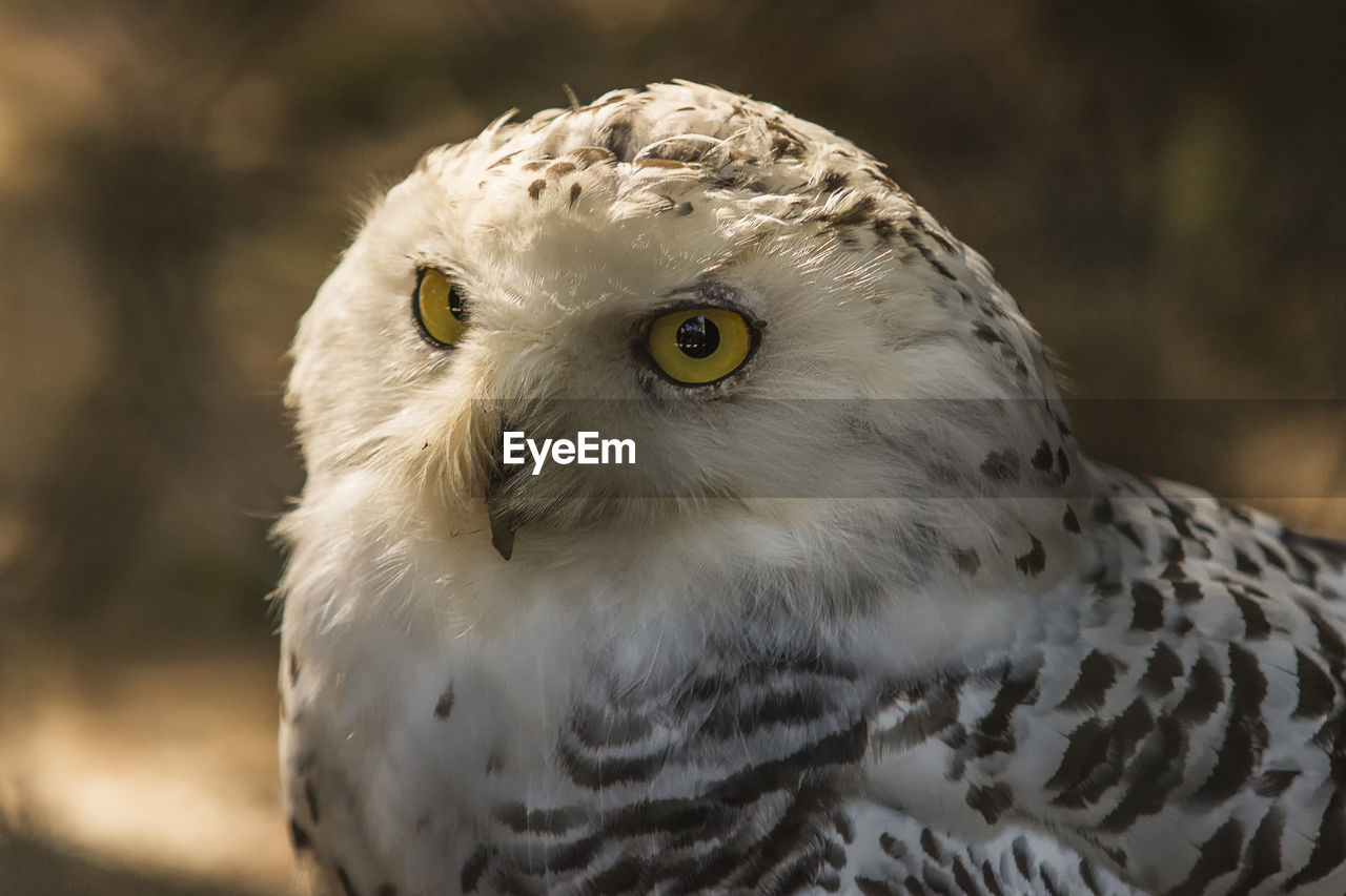 Close-up of white owl