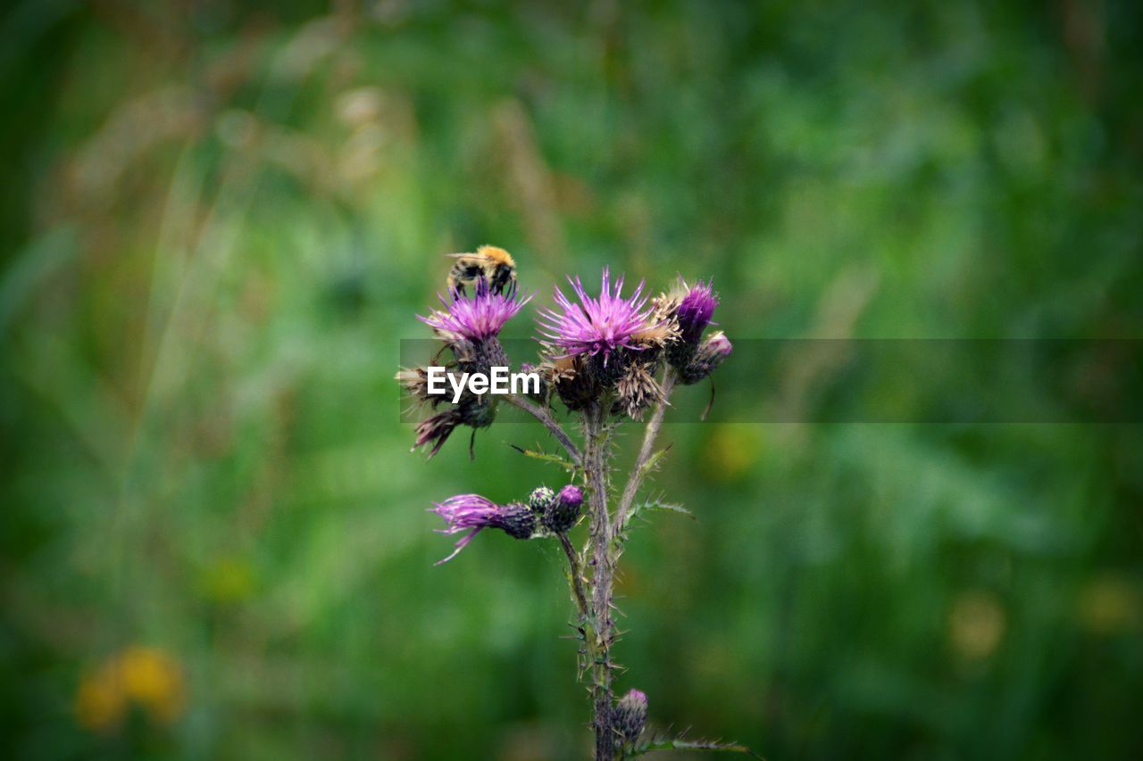 CLOSE-UP OF HONEY BEE POLLINATING ON FLOWER