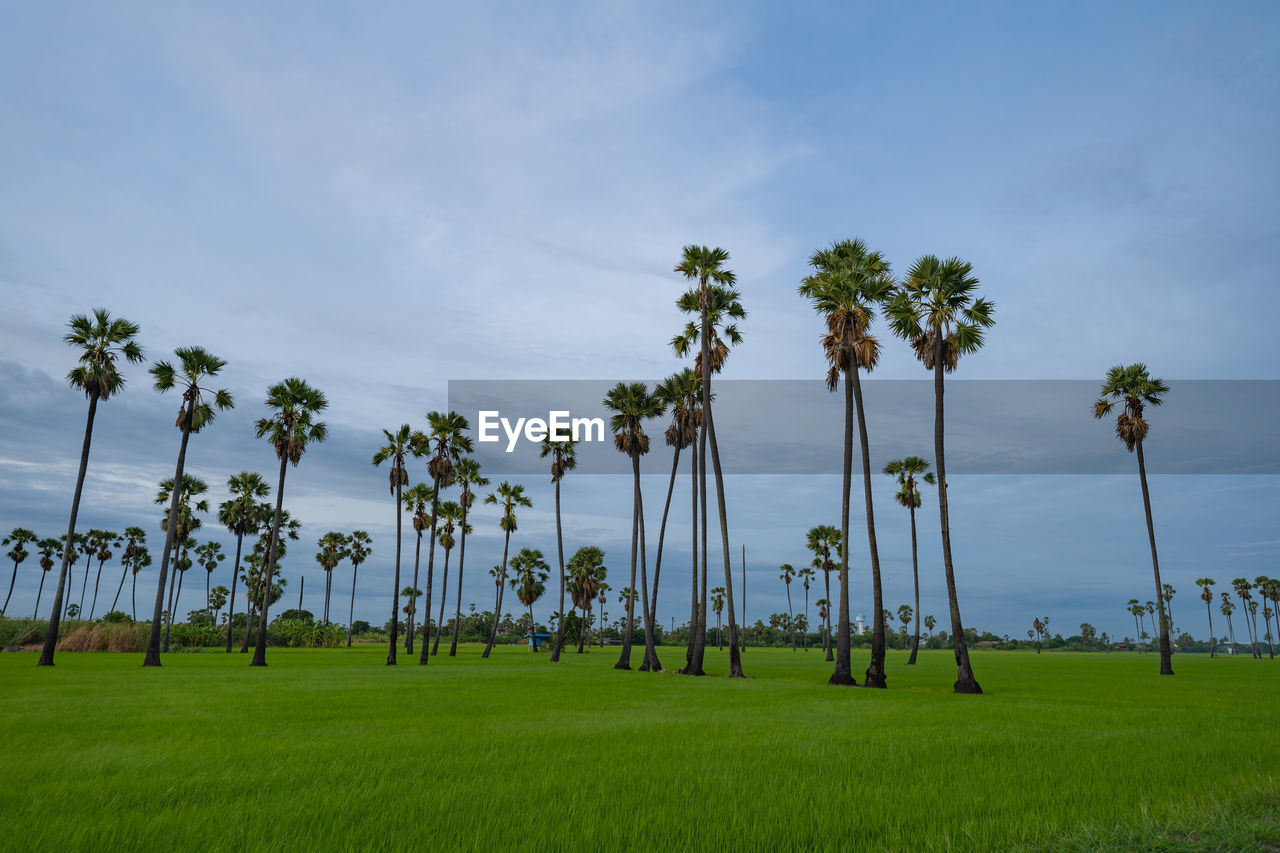 Palm trees on field against sky