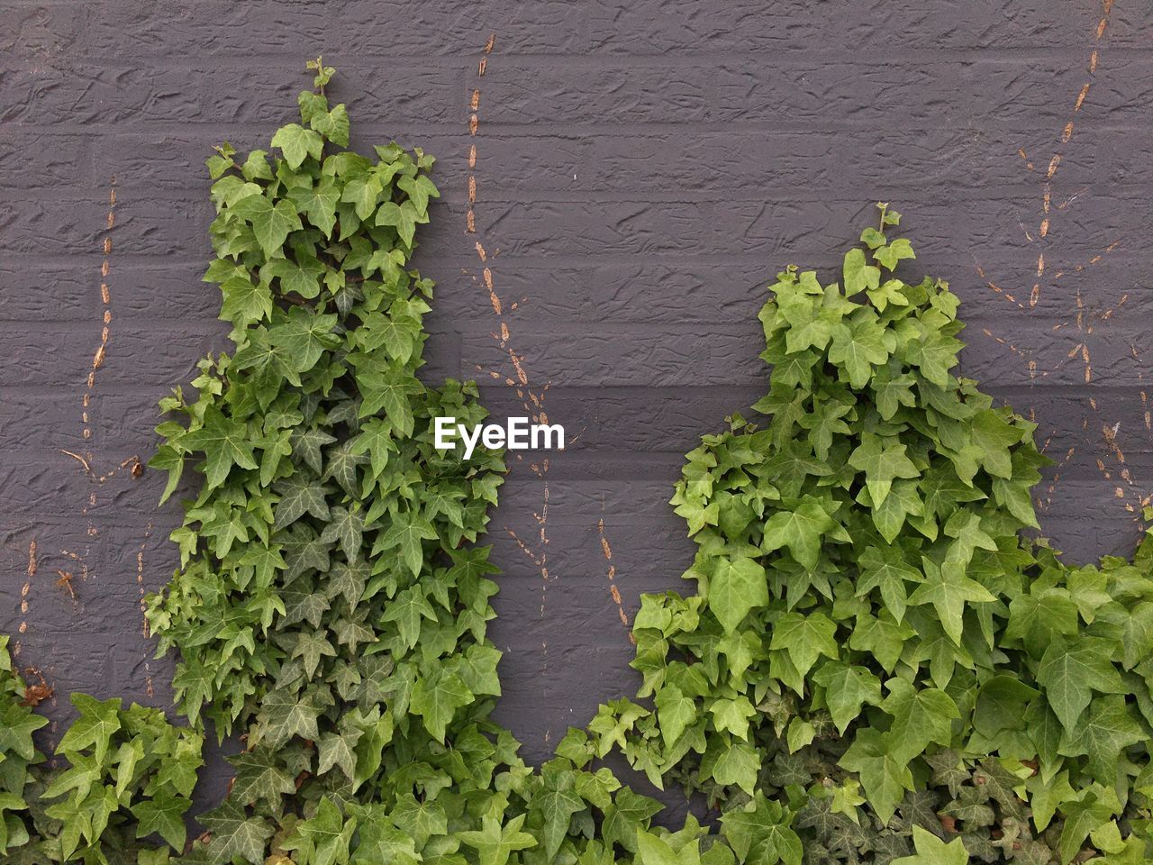 High angle view of leaves on plant against wall