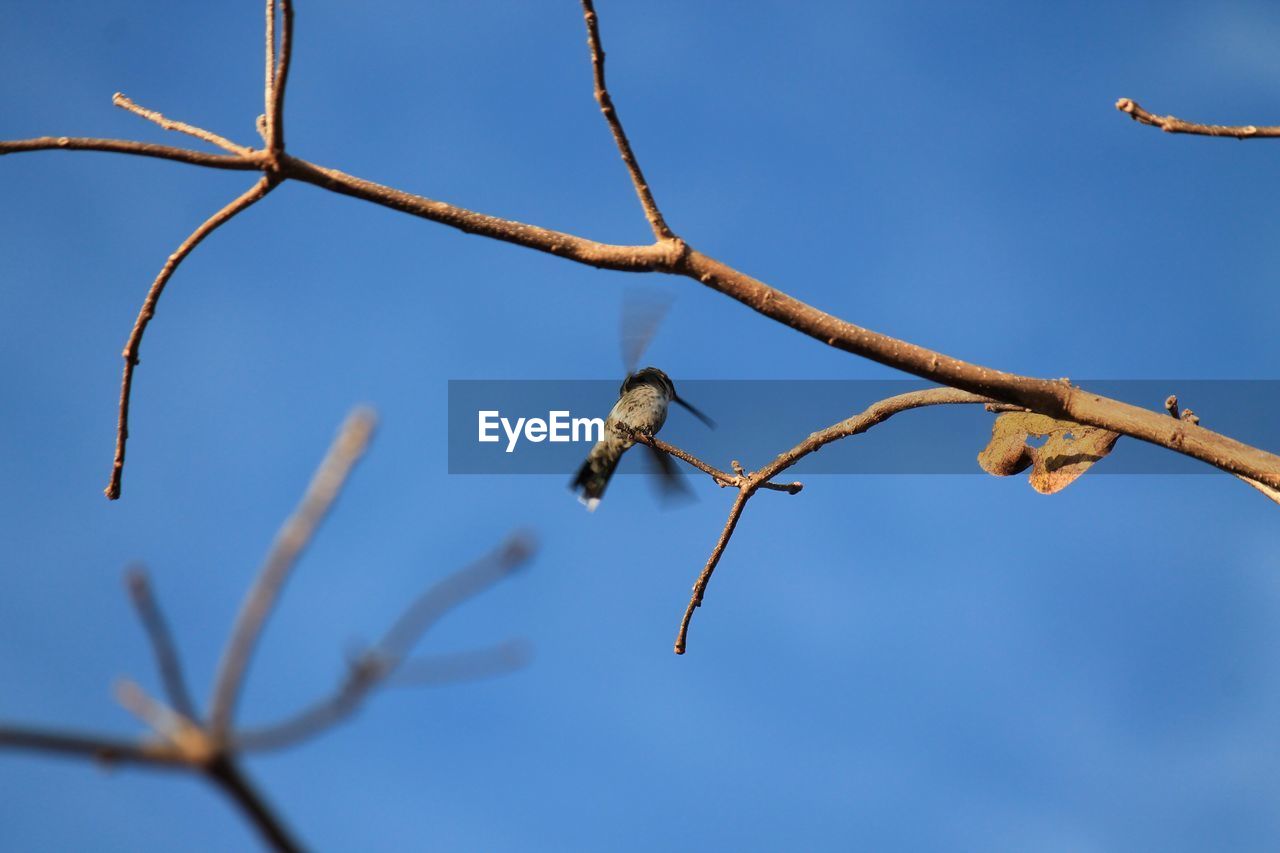 Low angle view of hummingbird on branch against sky