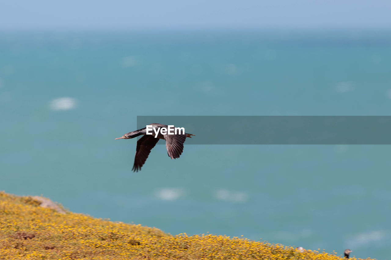 Spotted shag flying