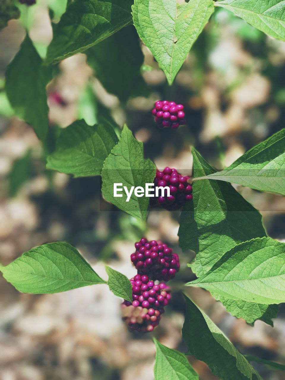 Close-up of berries growing on plant