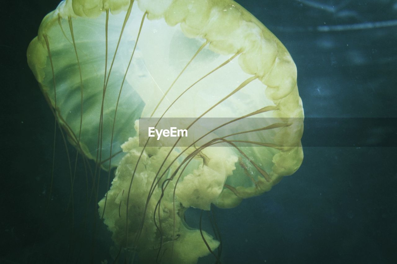 Close-up of jellyfish swimming in sea
