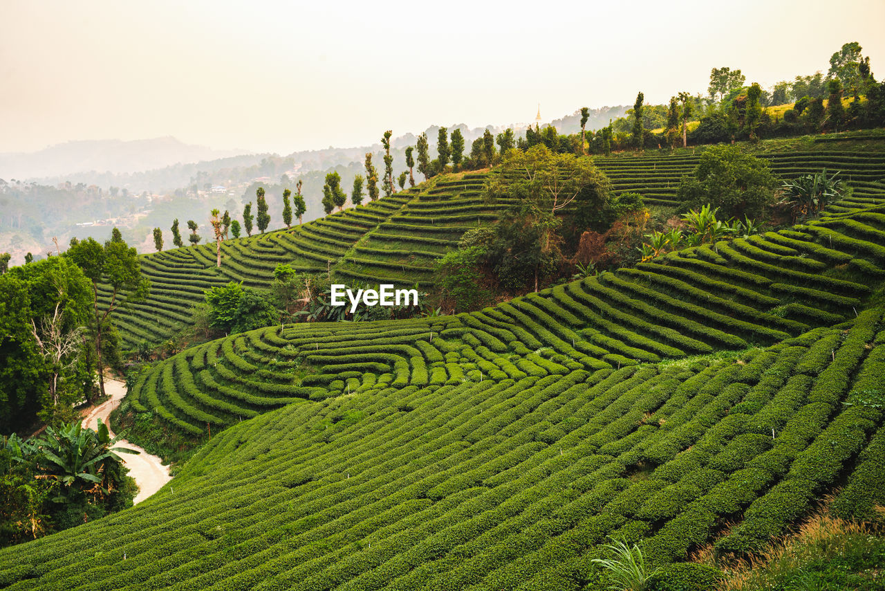 Mountain view accommodation in the middle of tea plantation at mae salong, chiang rai, thailand