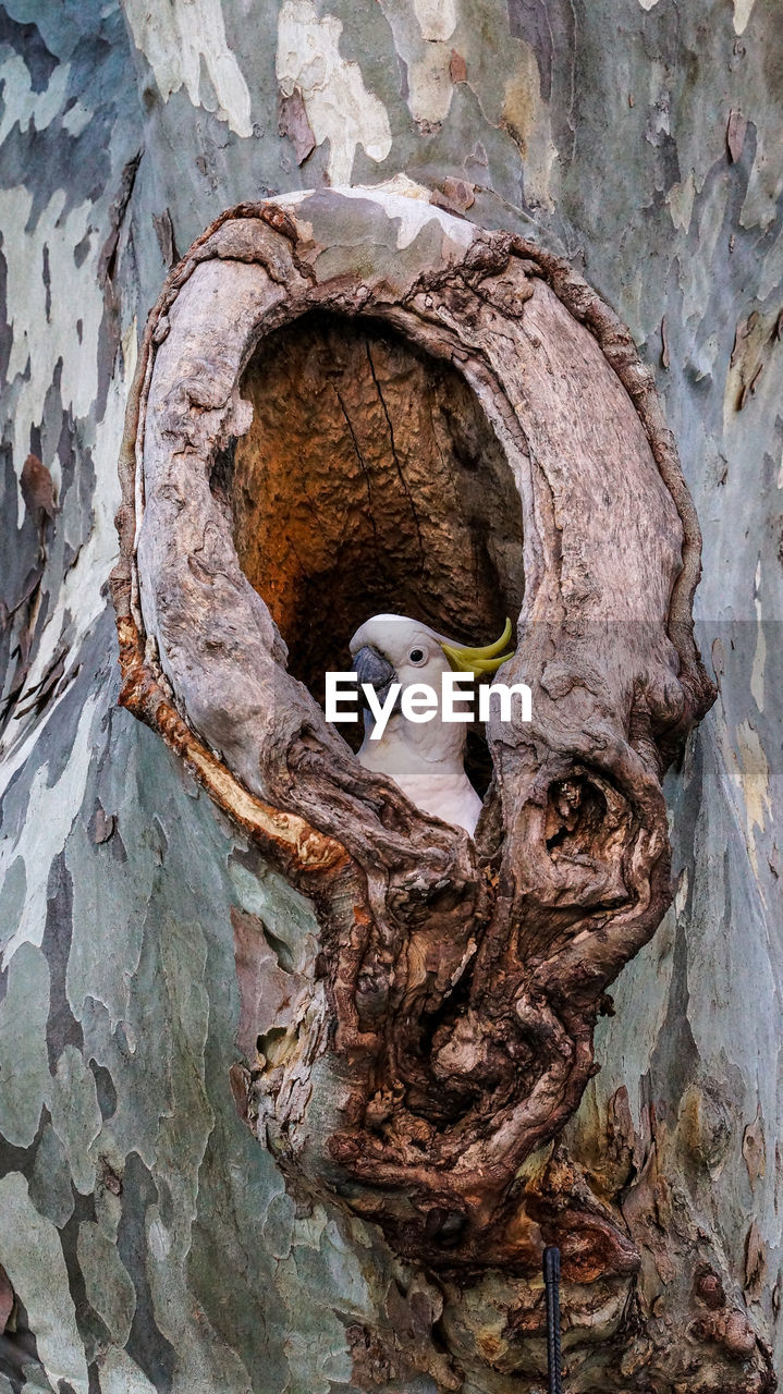 CLOSE-UP OF BIRDS PERCHING ON TREE TRUNK