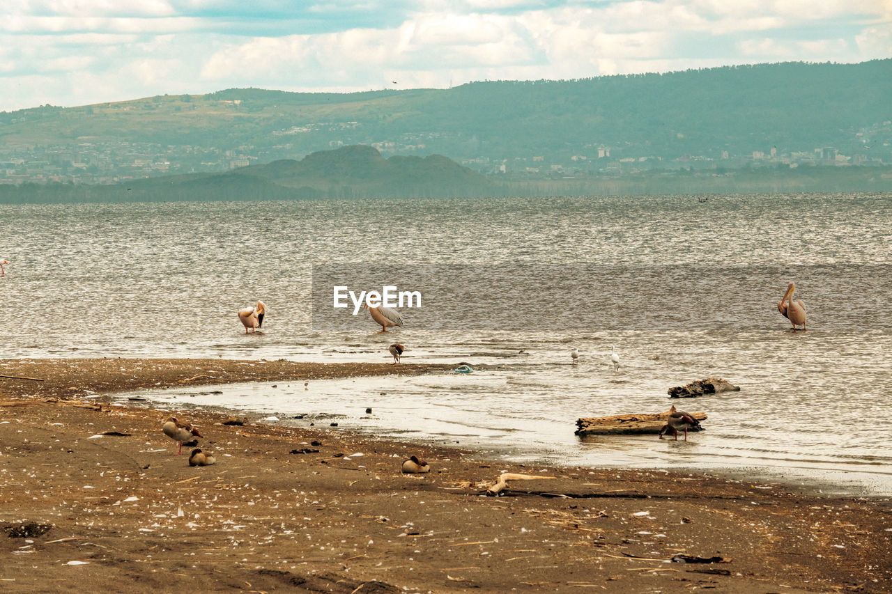 shore, sea, water, coast, animal, bird, land, body of water, animal themes, nature, ocean, sand, wildlife, beach, animal wildlife, group of animals, sky, wave, cloud, beauty in nature, scenics - nature, day, bay, horizon, environment, outdoors, mountain, tranquility, no people, tranquil scene