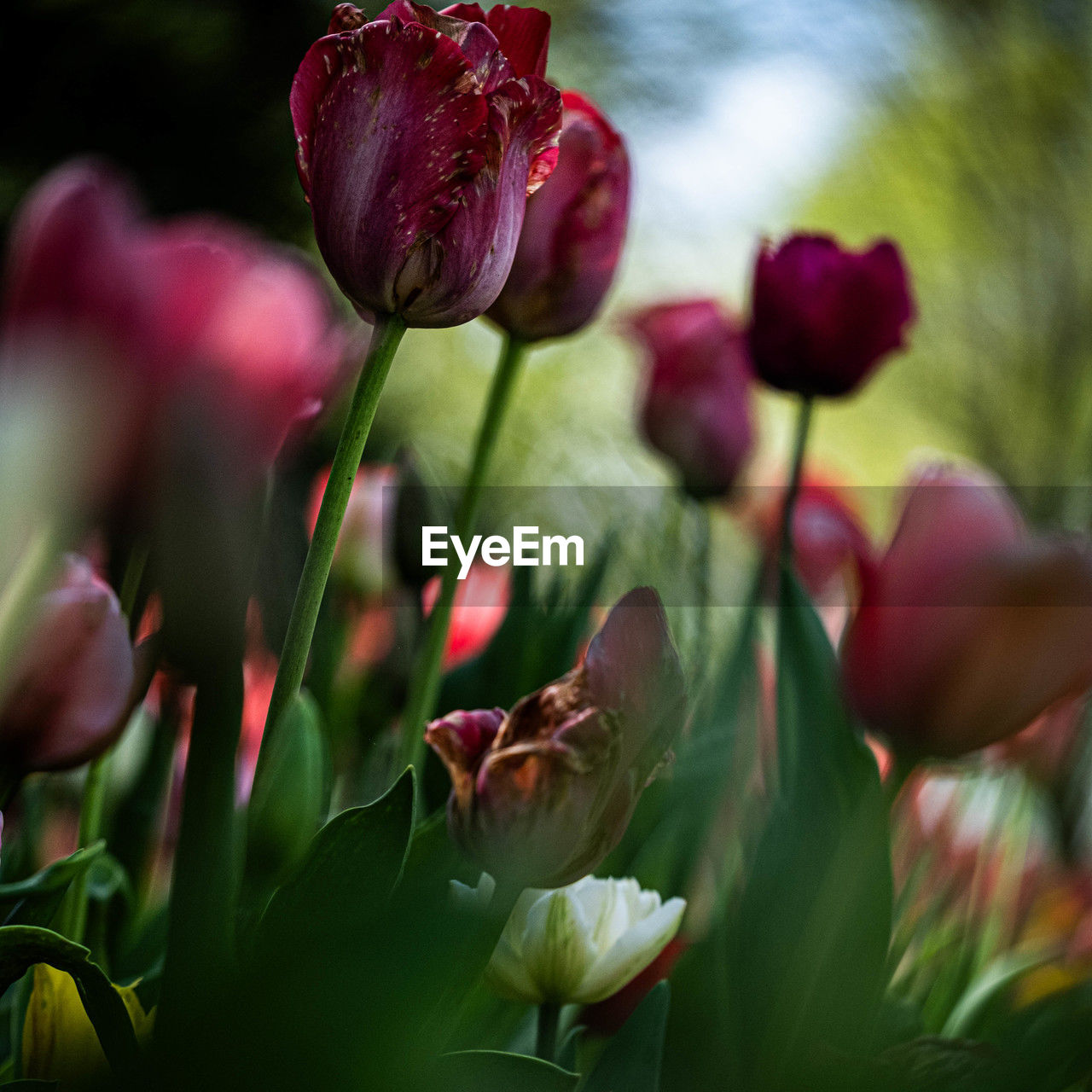 plant, flower, flowering plant, beauty in nature, freshness, nature, petal, close-up, macro photography, blossom, growth, red, no people, selective focus, plant part, fragility, leaf, pink, outdoors, flower head, green, springtime, multi colored, environment, summer, bud, inflorescence, tulip, focus on foreground, botany, day, land, magenta