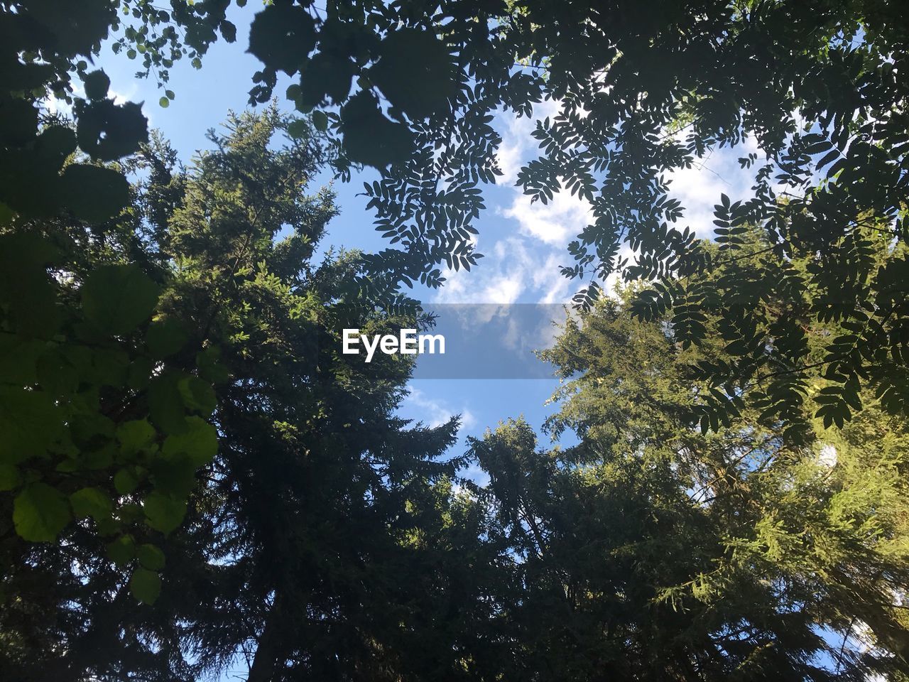 LOW ANGLE VIEW OF TREES AGAINST SKY AT FOREST