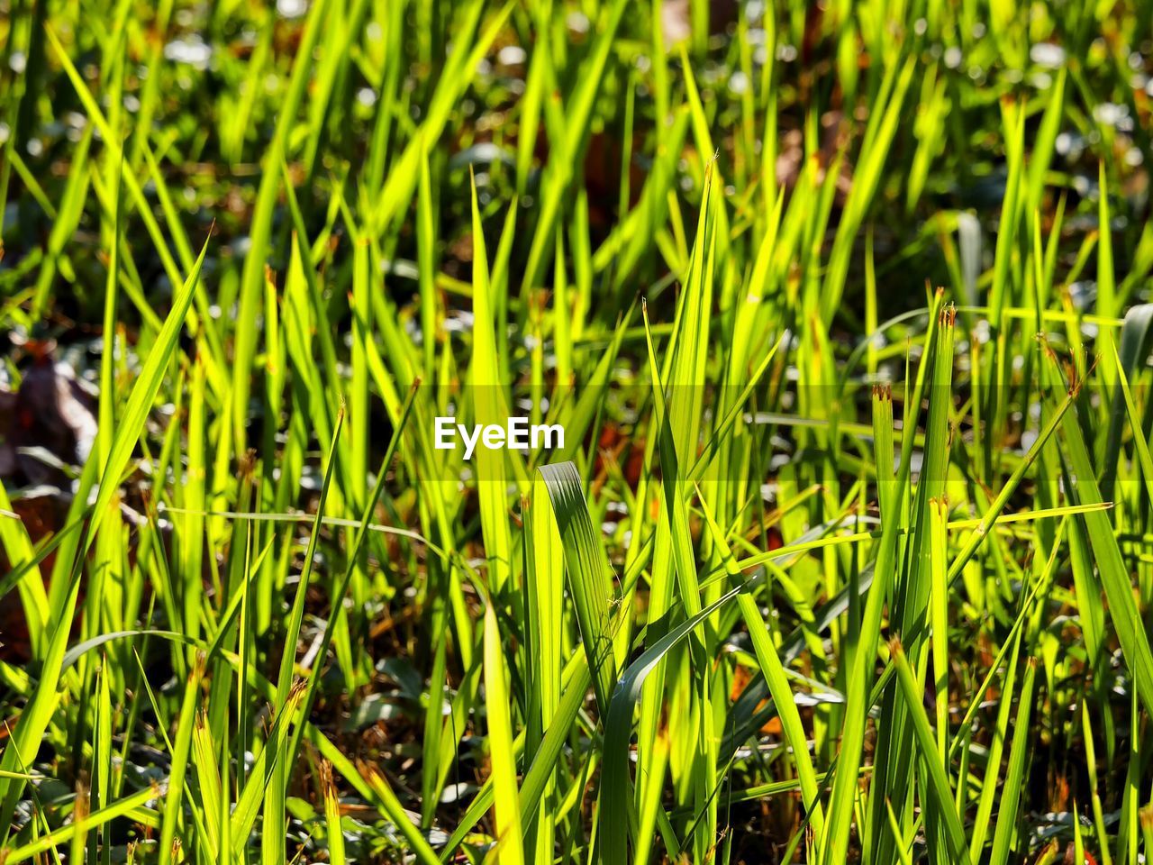 Full frame shot of grassy field