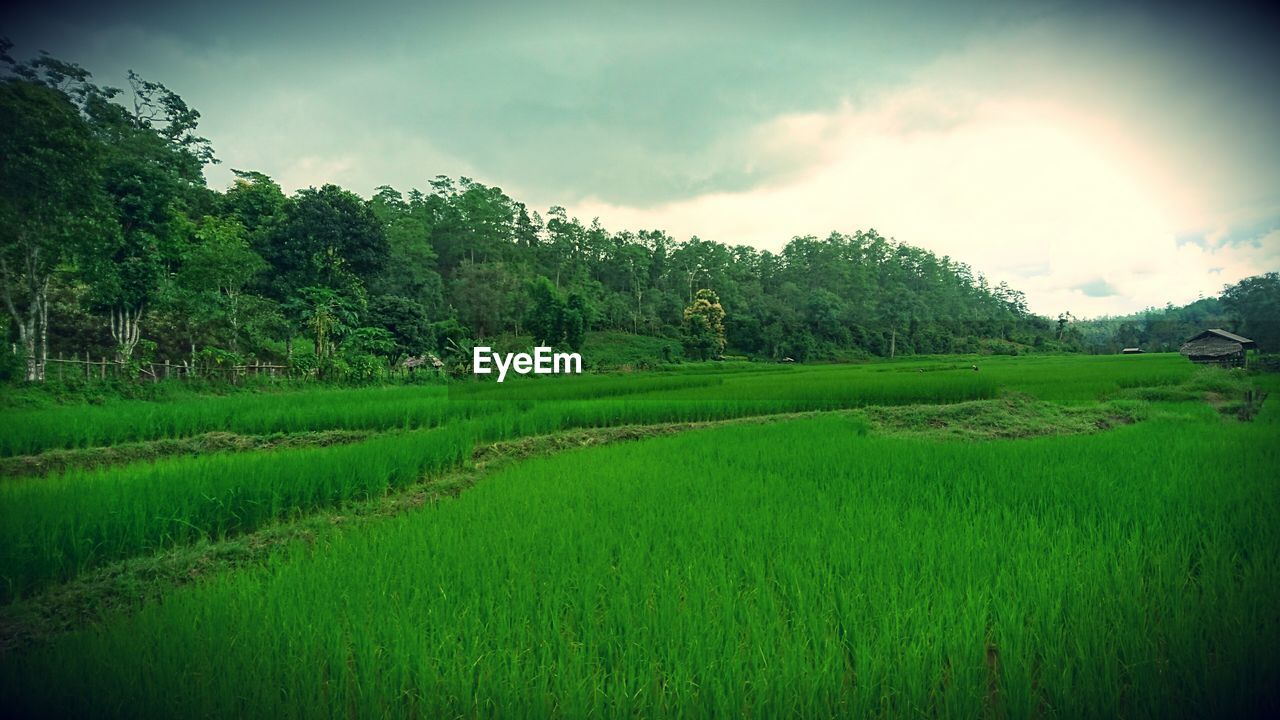 TREES GROWING IN FIELD