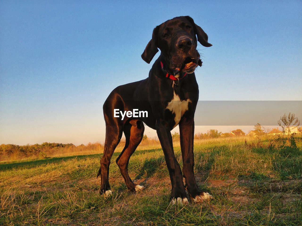 Low angle view of great dane standing on field against sky