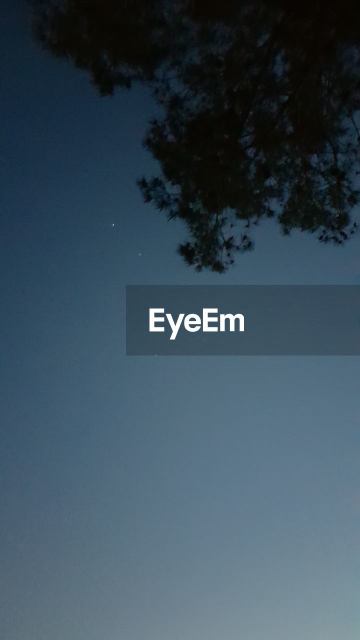 LOW ANGLE VIEW OF TREE AGAINST CLEAR SKY AT NIGHT