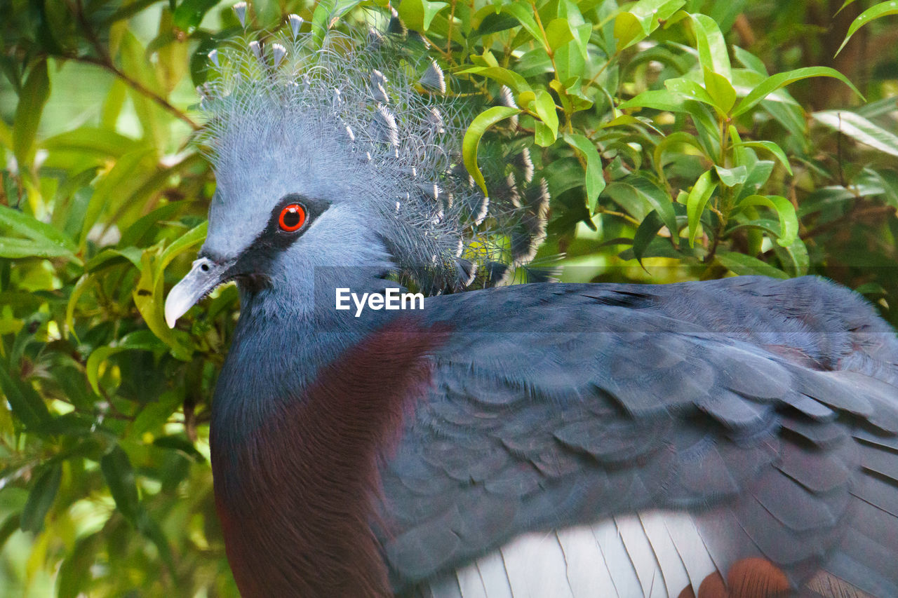 Close-up face of a pigeon crowned victoria