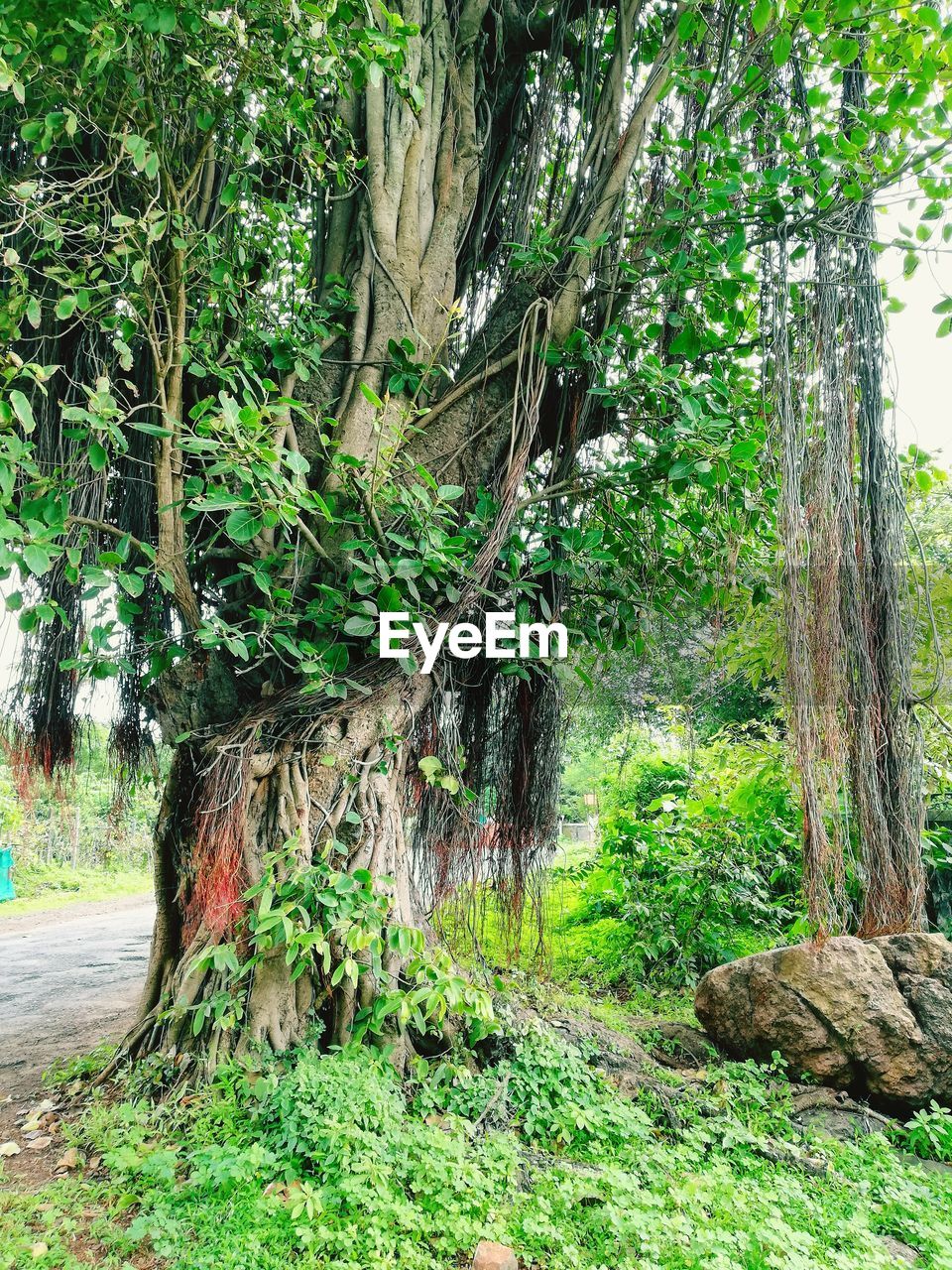 TREES AND PLANTS IN FOREST