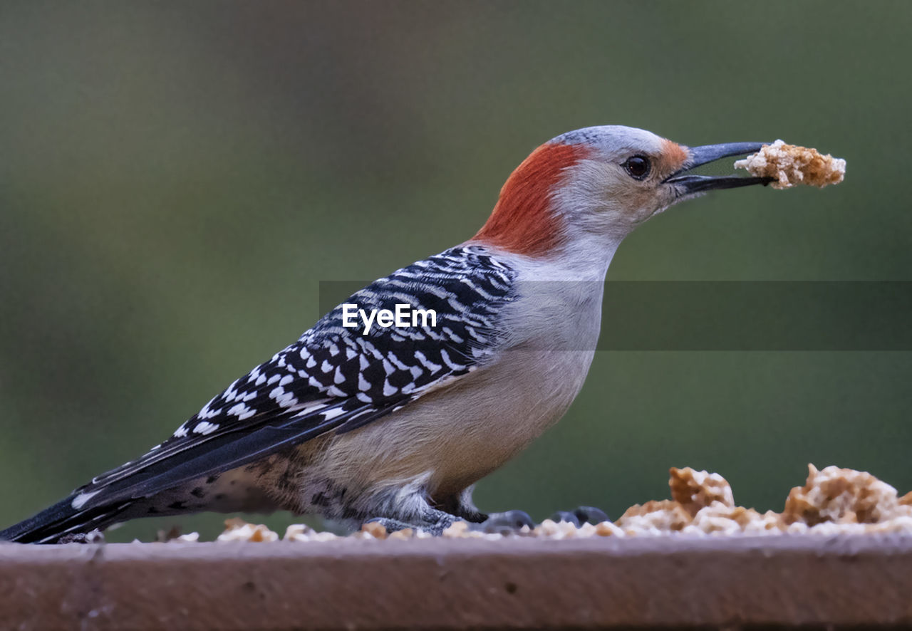 Woodpecker on the deck chews on bread crumps