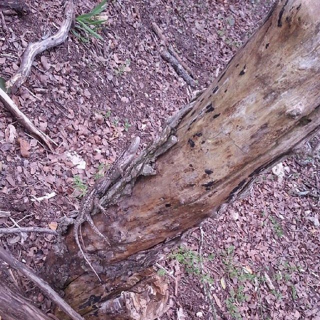 CLOSE-UP OF TREE TRUNK