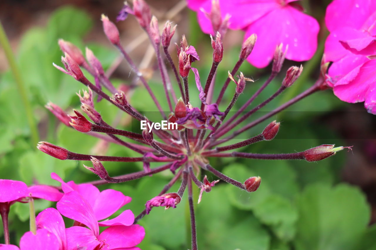 CLOSE-UP OF PINK FLOWER PLANT