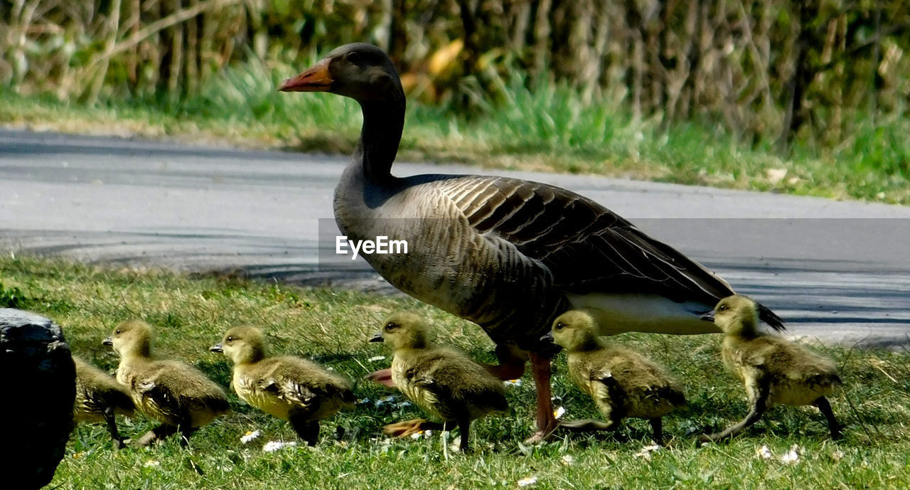 MALLARD DUCK