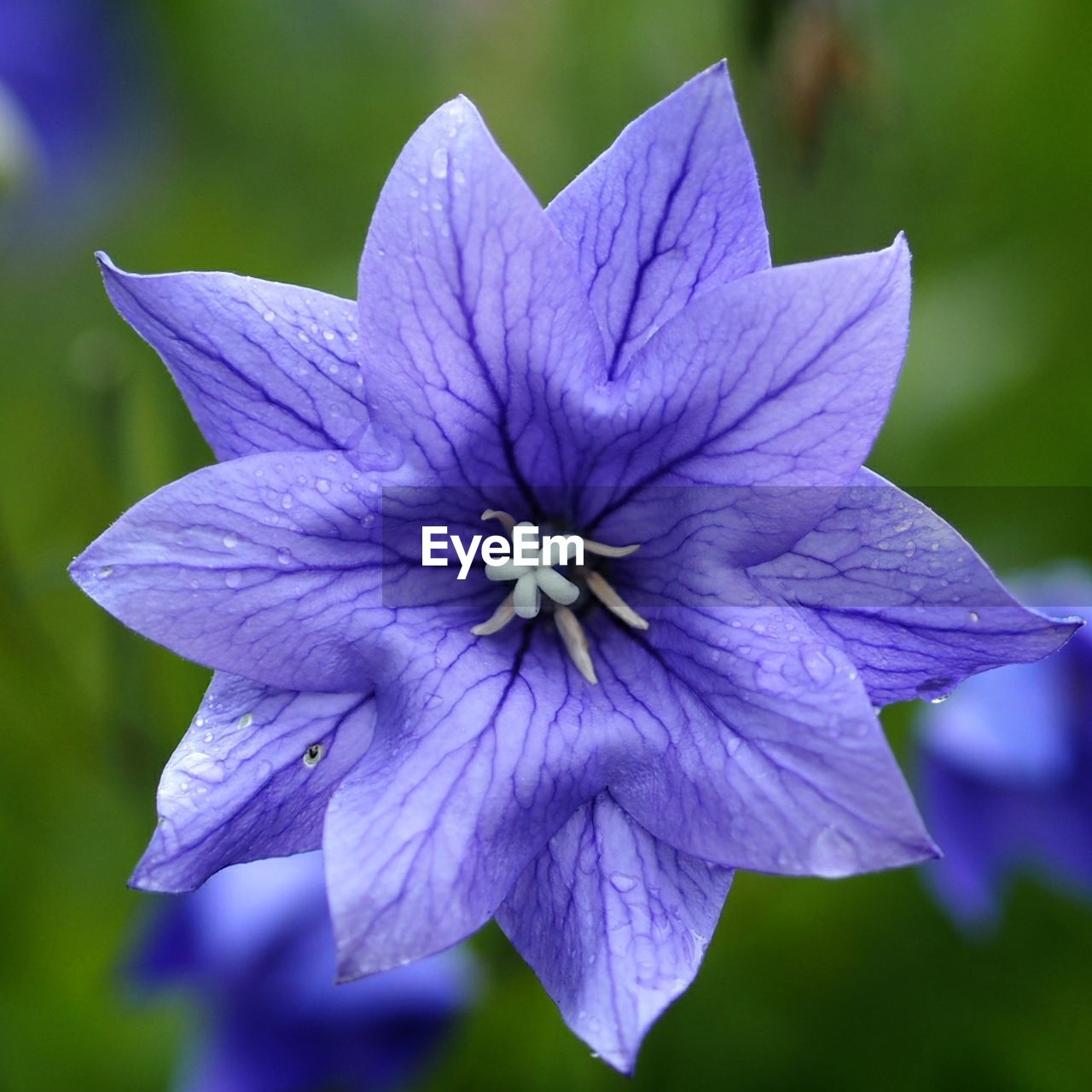 CLOSE-UP OF PURPLE FLOWERS BLOOMING