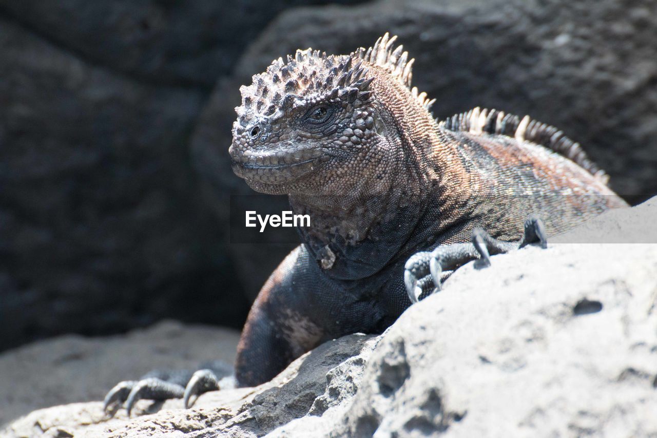 Close-up of marine iguana