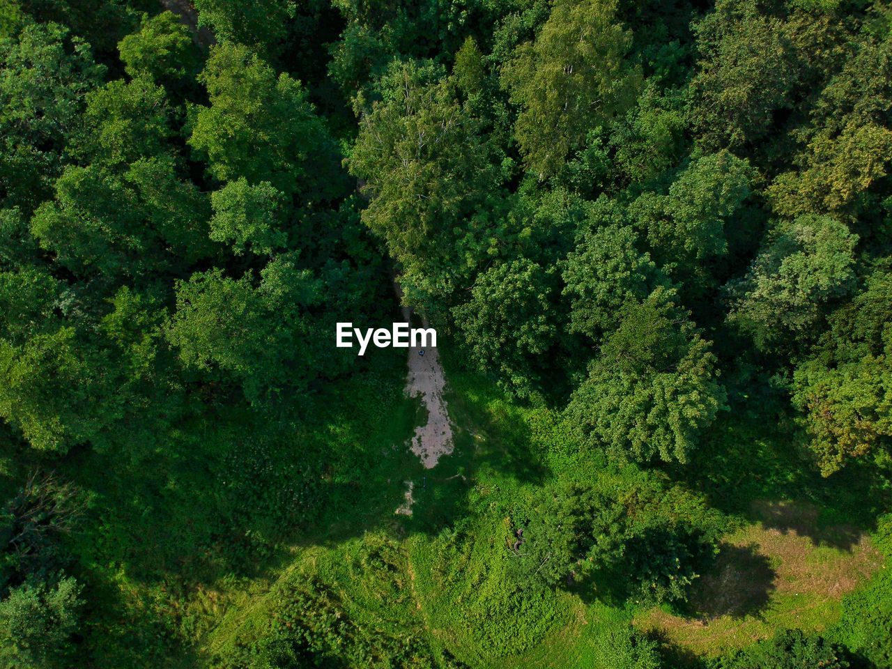 Full frame shot of trees in forest