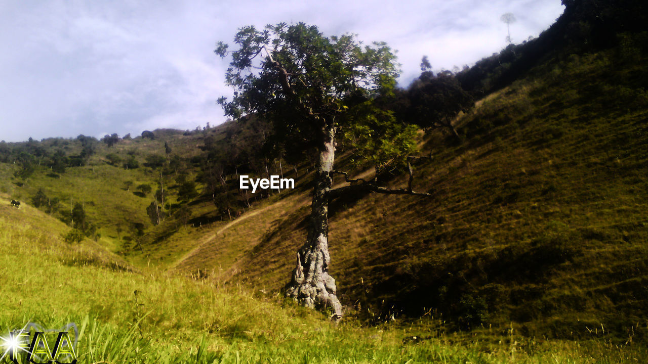 SCENIC VIEW OF FOREST