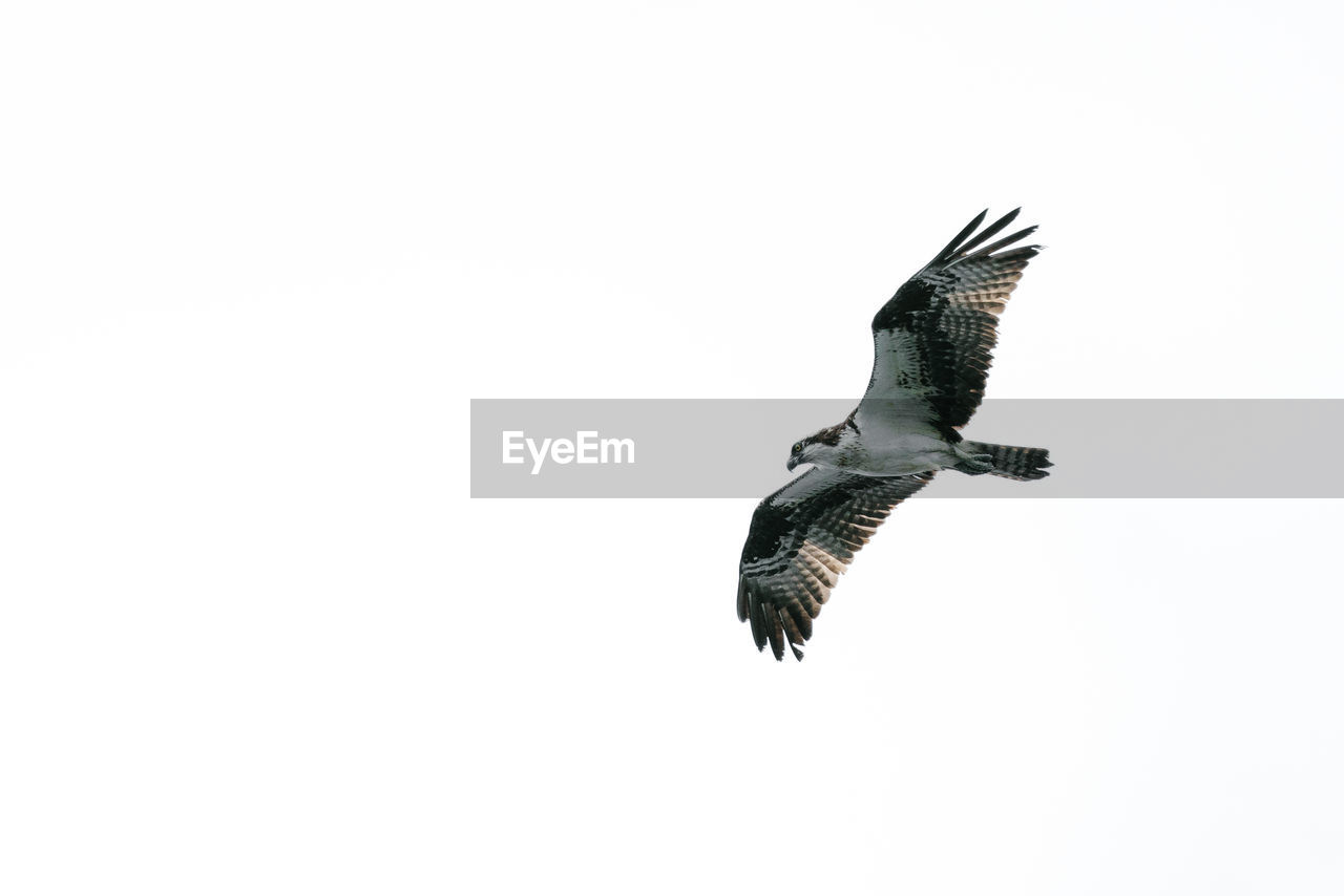 Low angle view of an osprey flying against a white sky