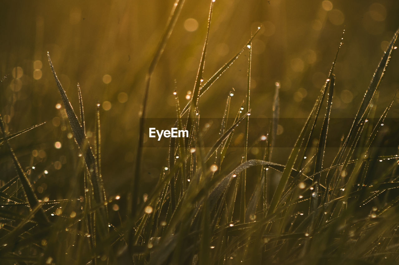 Fresh forest thickets of grass in drops of morning dew sparkling in the sunlight