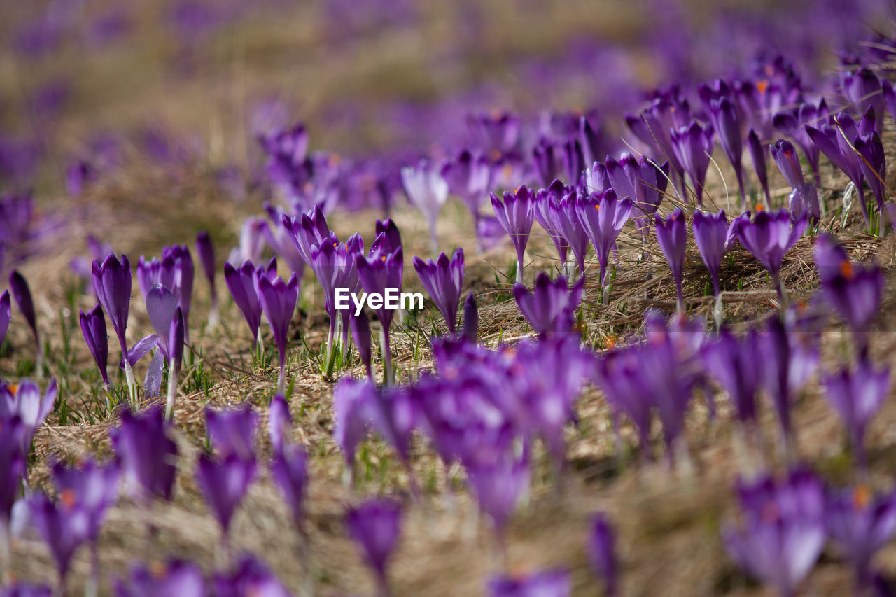 Close-up of purple crocus flowers on field