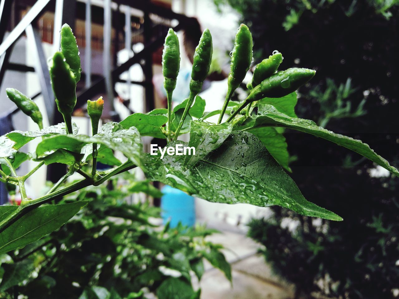 CLOSE-UP OF WATER DROPS ON PLANT