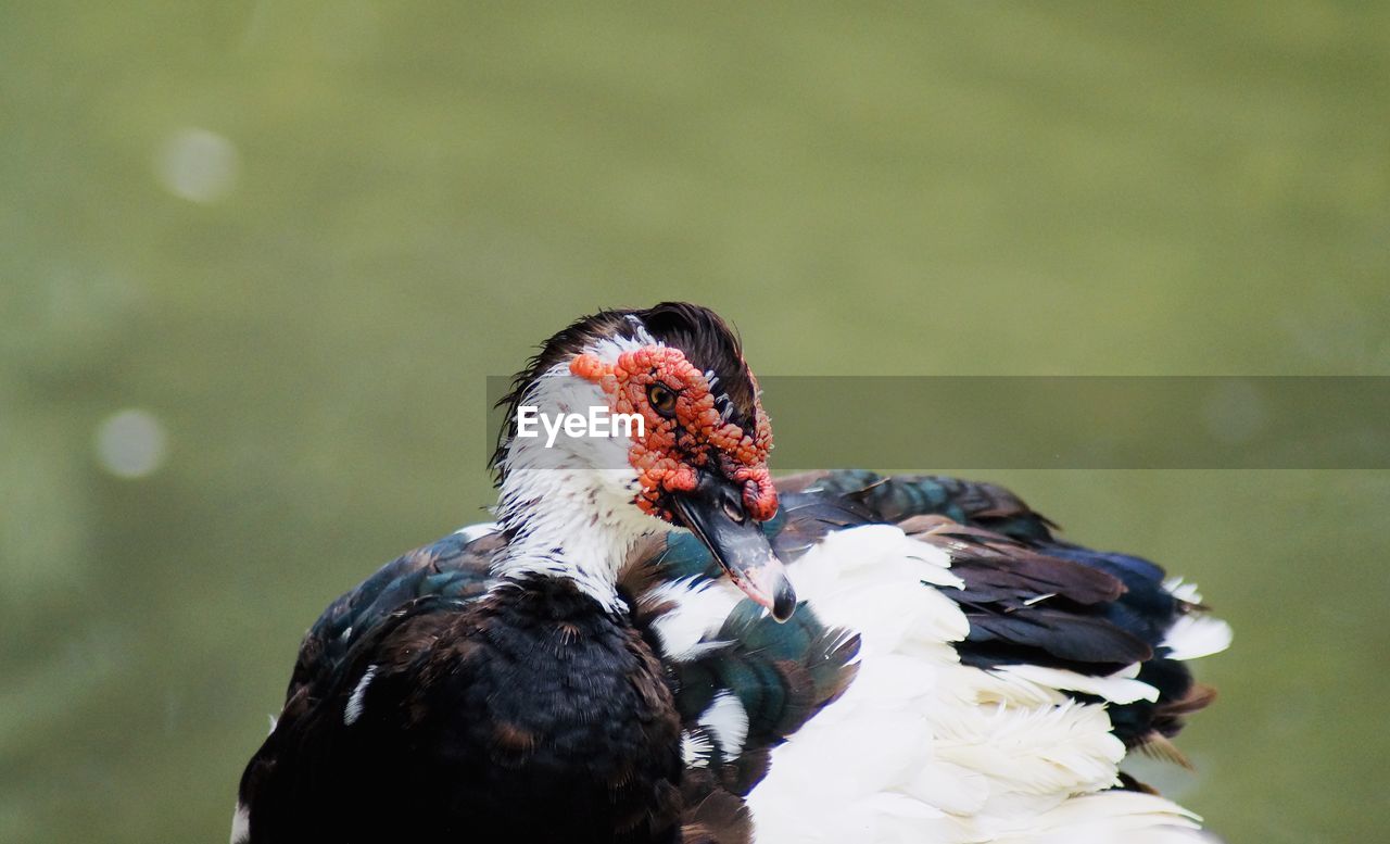 Close-up of a exotic bird