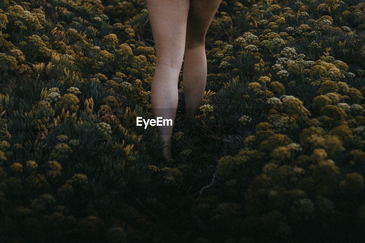 Low section of woman walking amidst plants