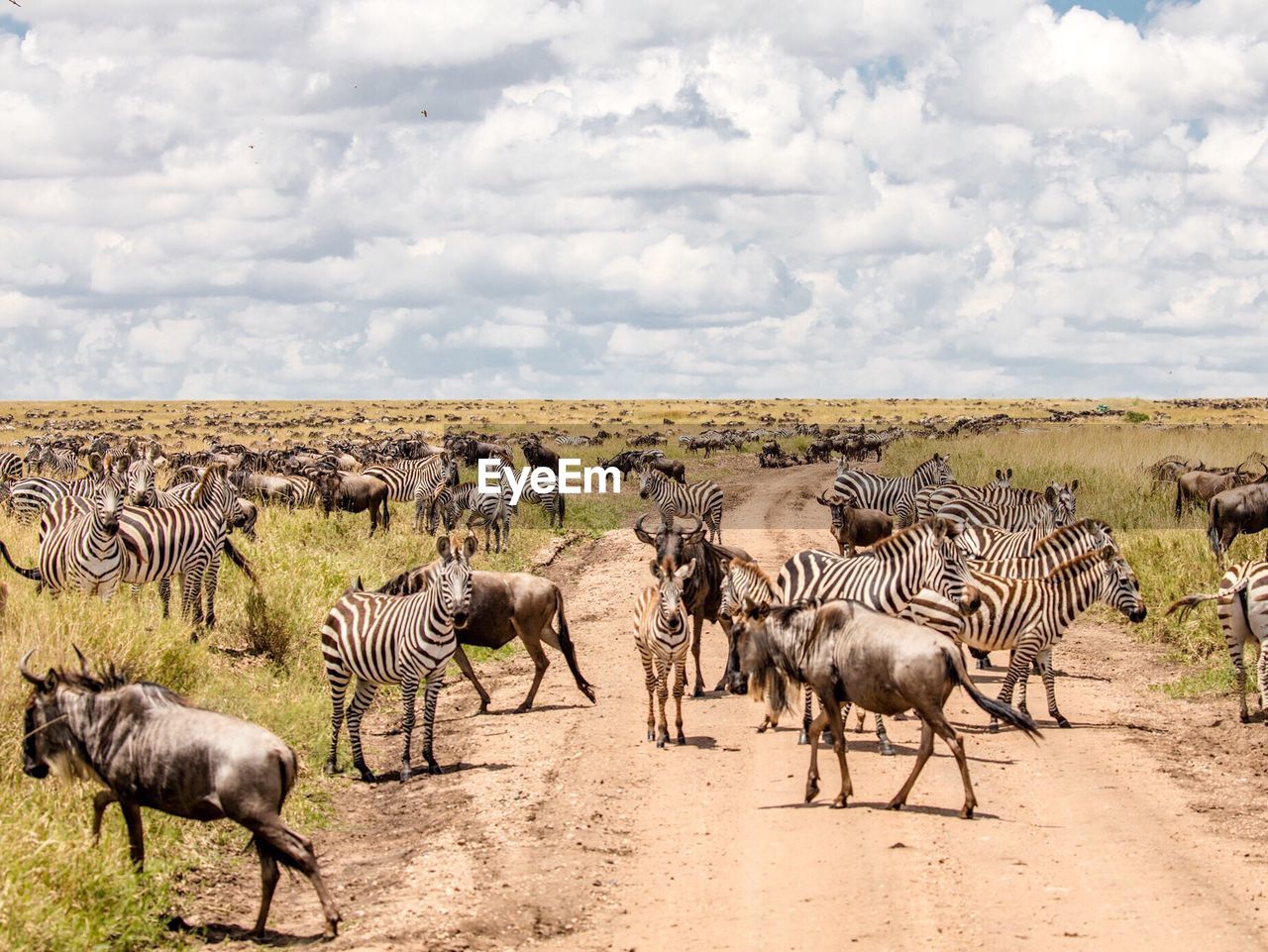 View of zebra on country road