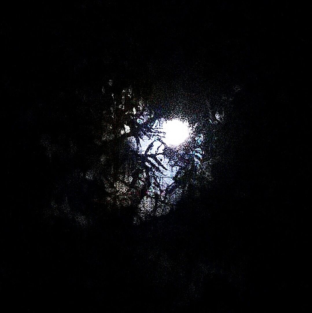 LOW ANGLE VIEW OF TREES AT NIGHT