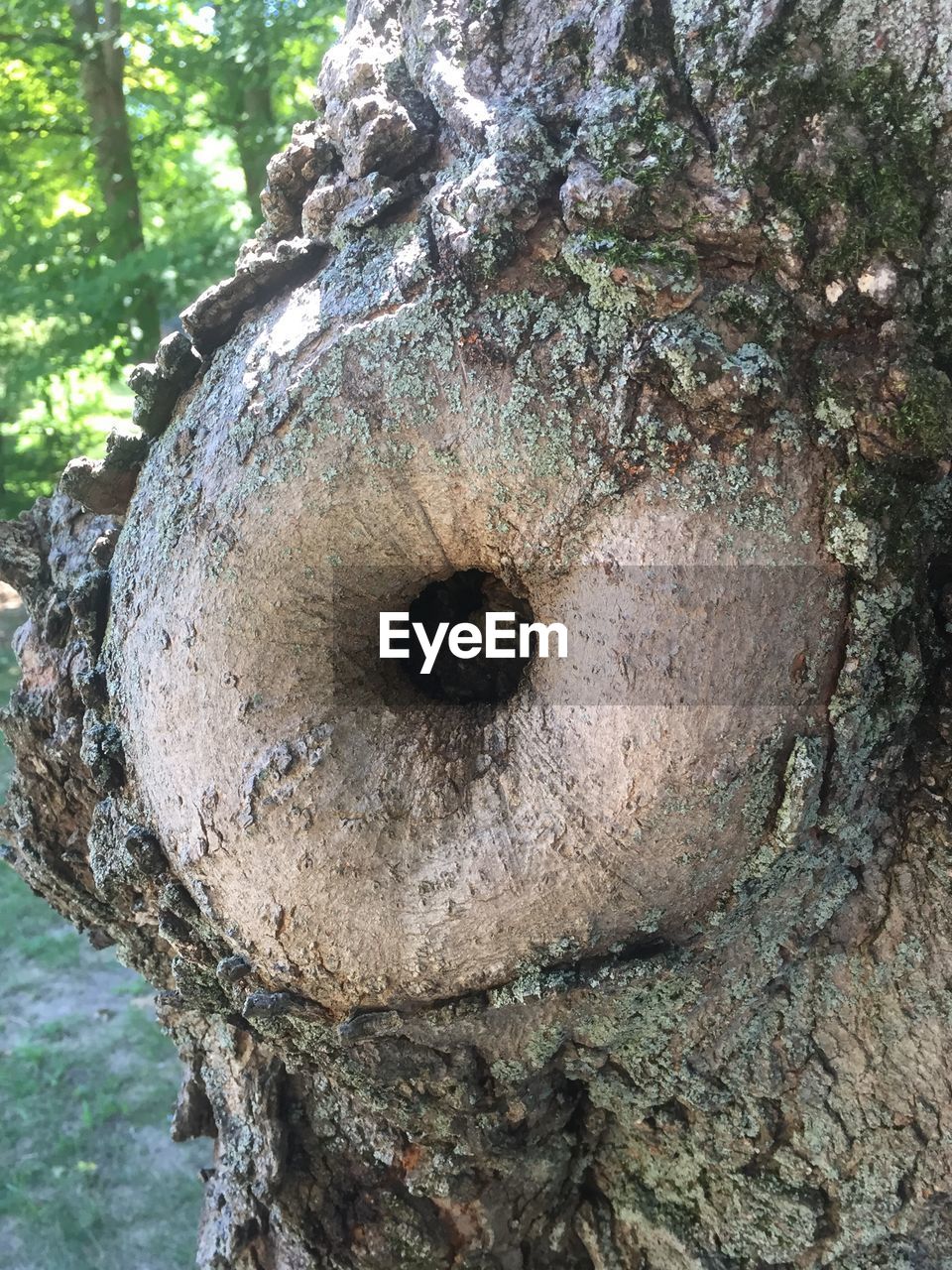 CLOSE-UP OF TREES