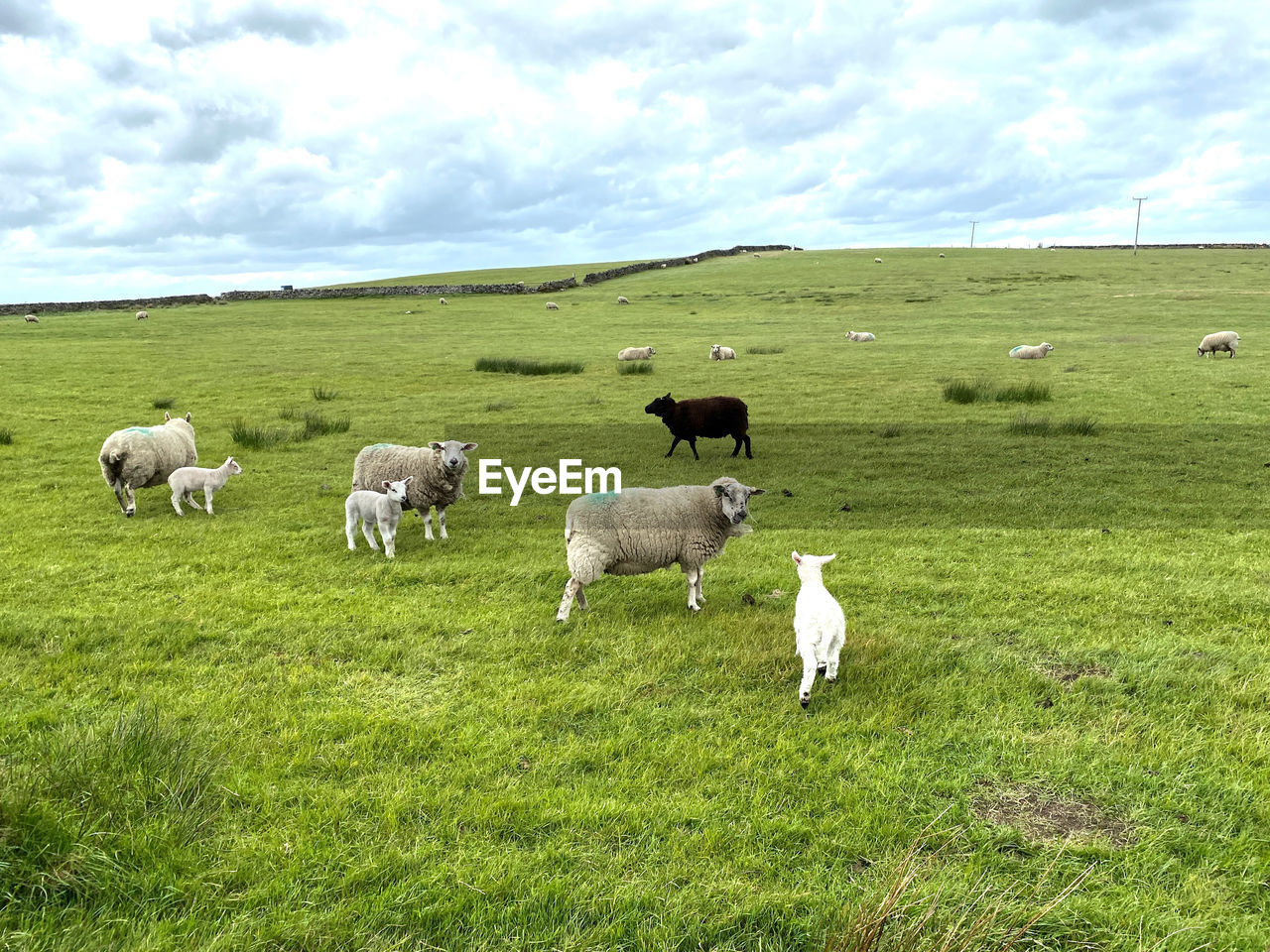 Sheep, grazing in a large pasture, with a dry stone wall, and a cloudy sky near, haworth,  uk