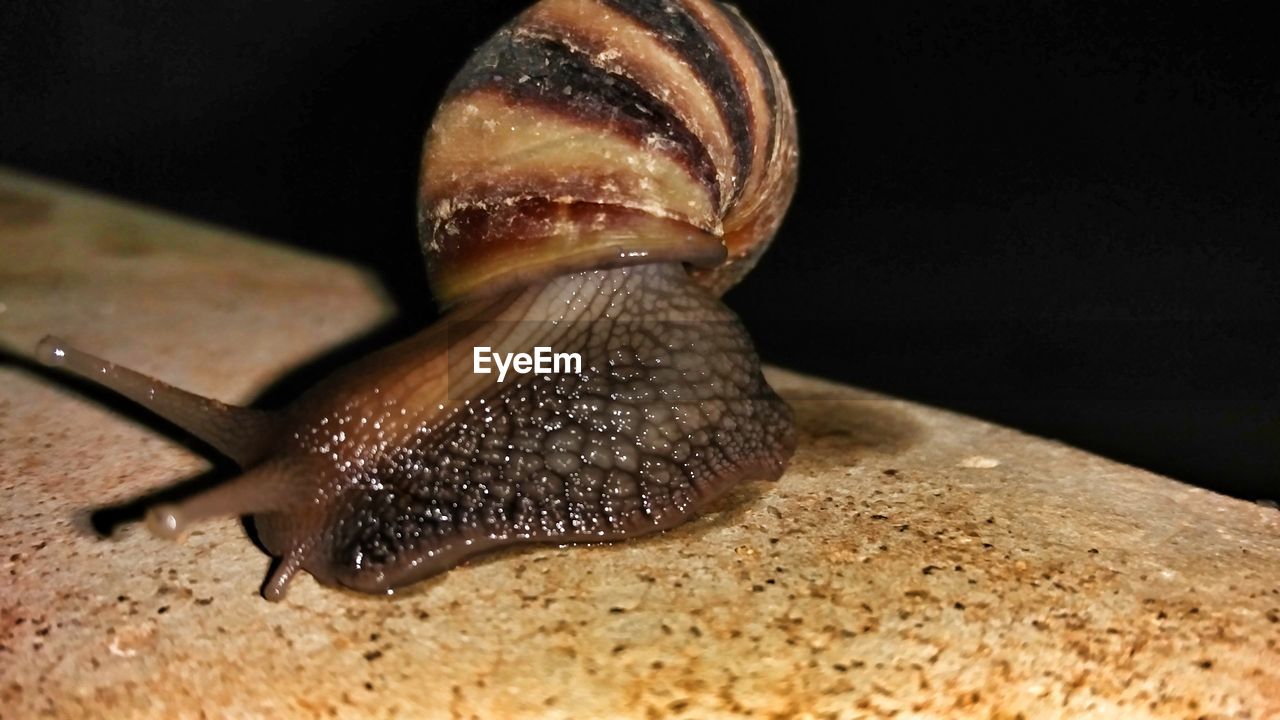 CLOSE-UP OF SNAIL ON SURFACE