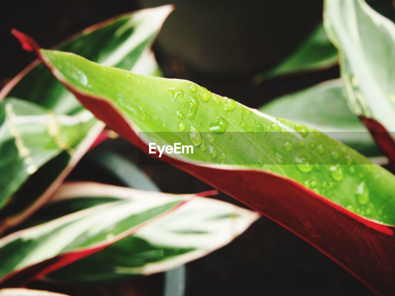 CLOSE-UP OF RAINDROPS ON PLANT LEAVES