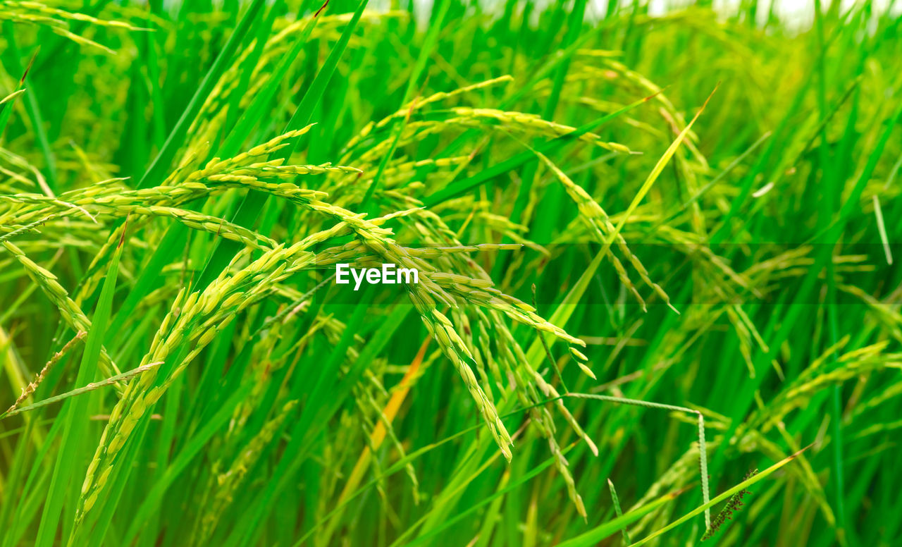 Close-up of crops growing on field. rice paddy field. rice farm.