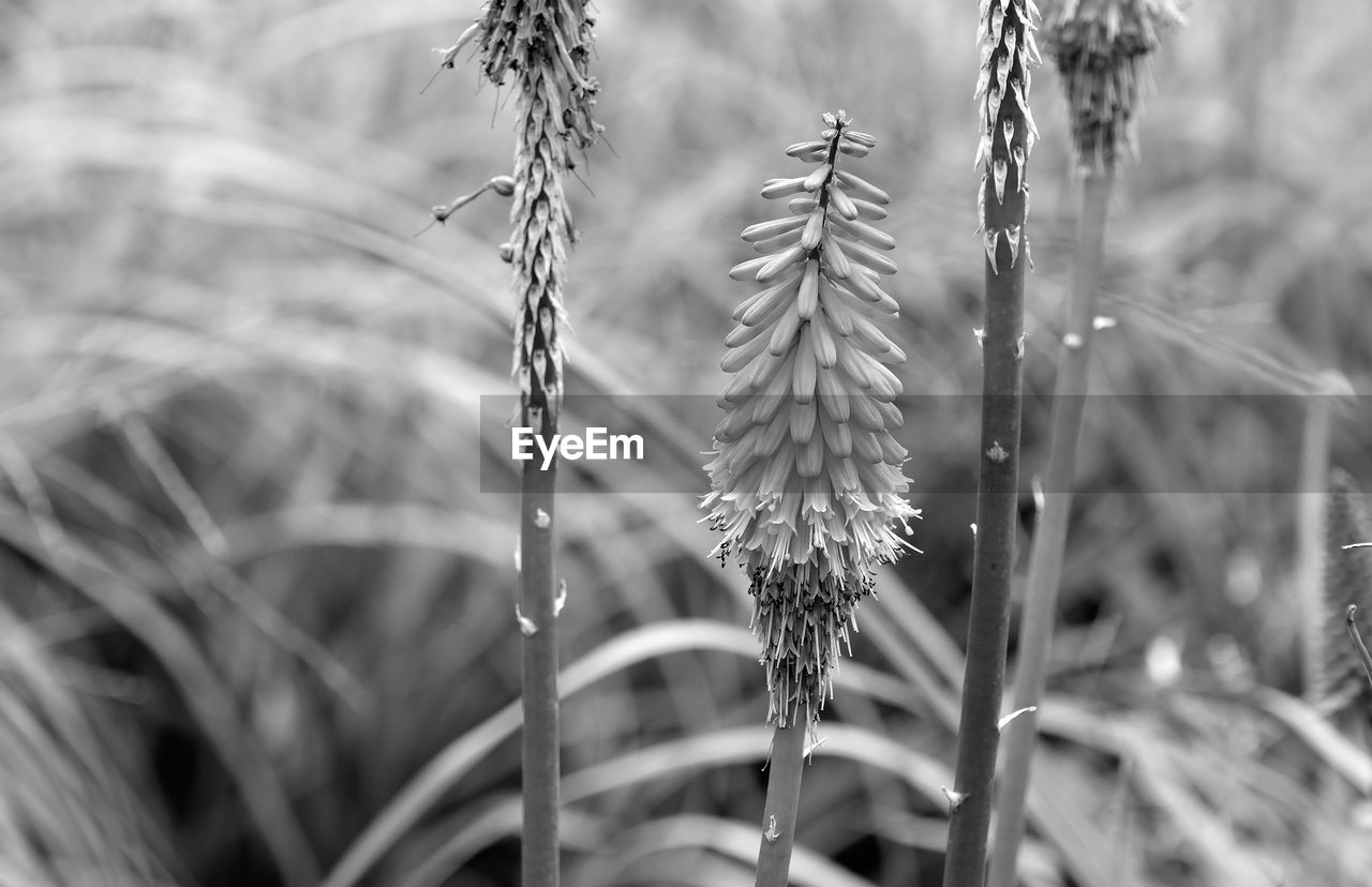 CLOSE-UP OF WET PLANTS ON LAND