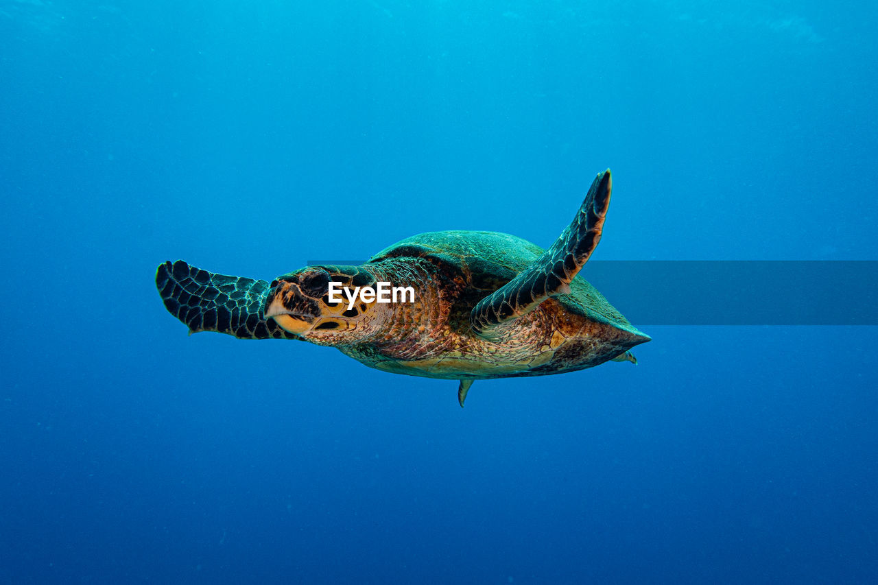 close-up of turtle swimming in sea