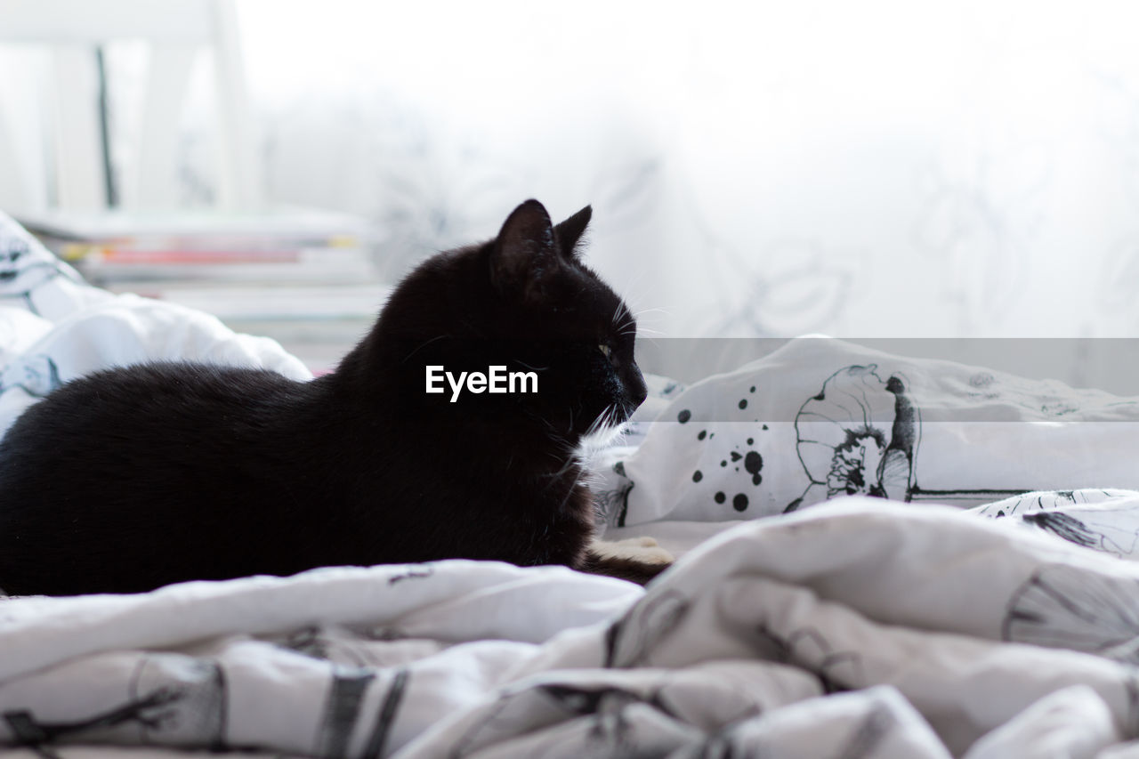 Cat resting on bed at home