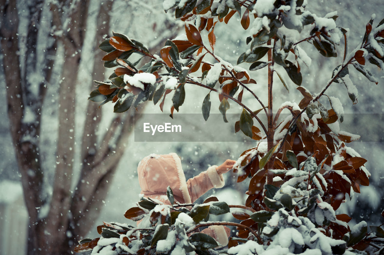 CLOSE-UP OF SNOW ON BRANCH