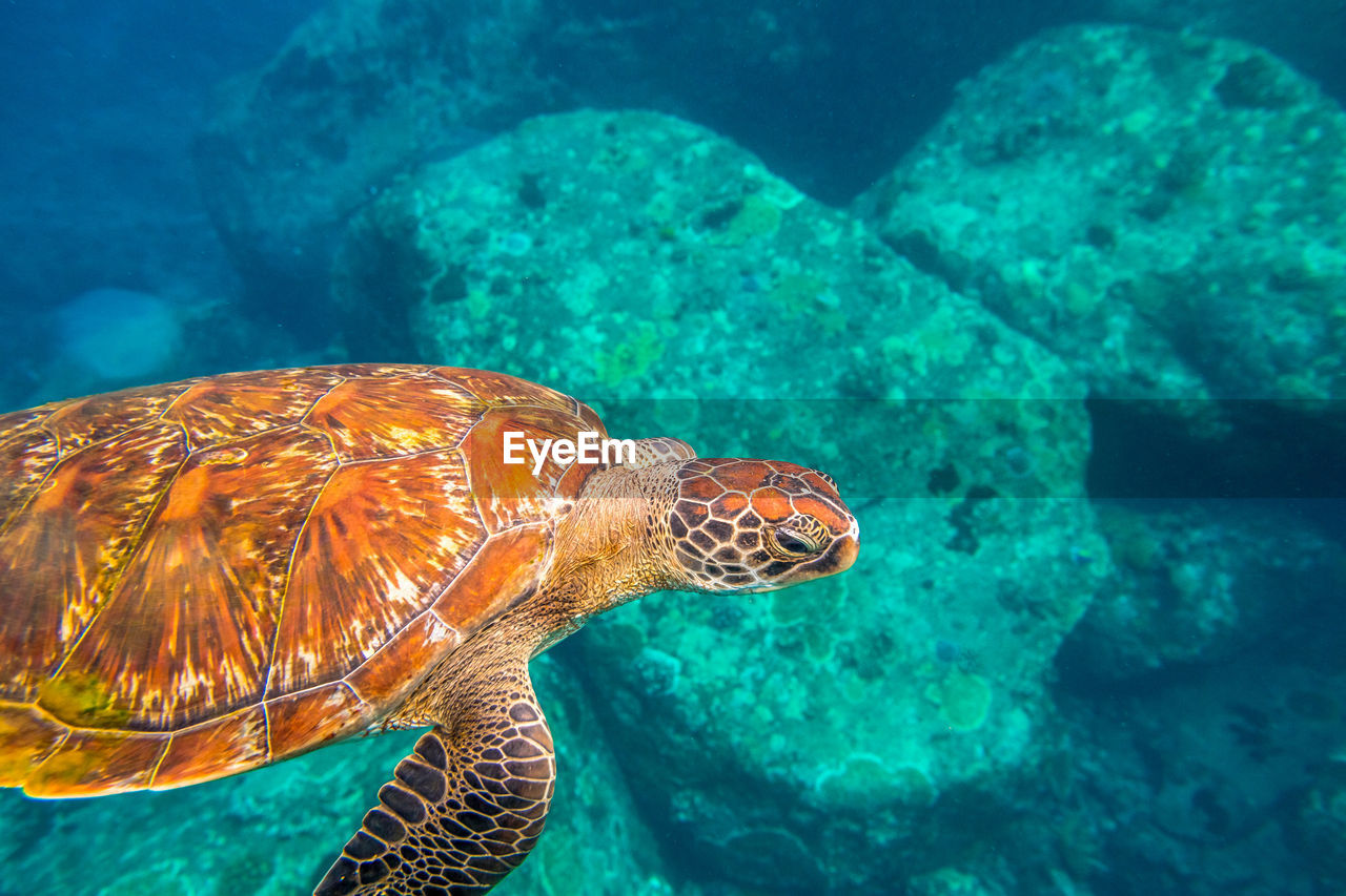 Turtle swimming in blue water