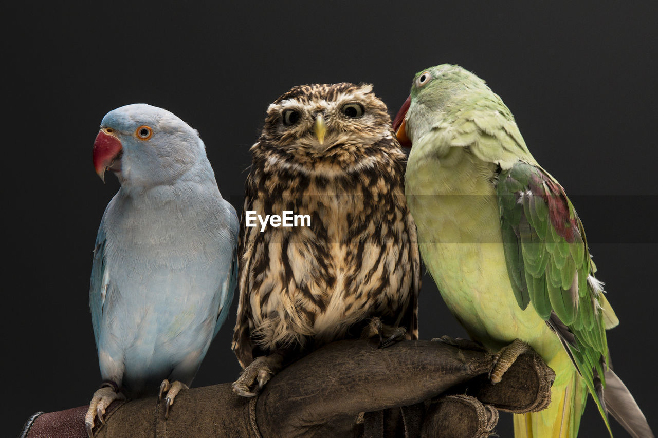 Cropped image hand holding parrots and owl against black background