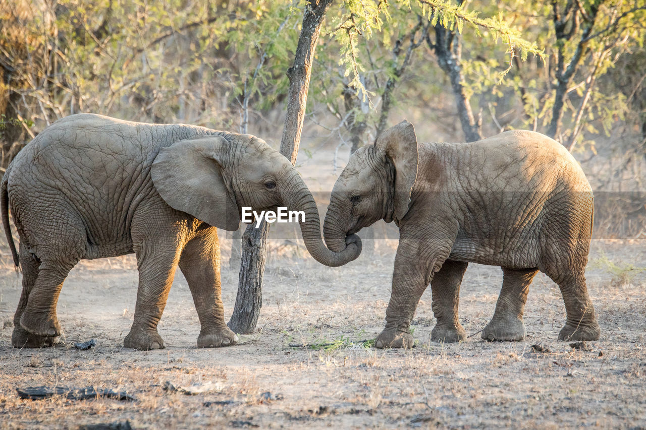 Elephants on ground