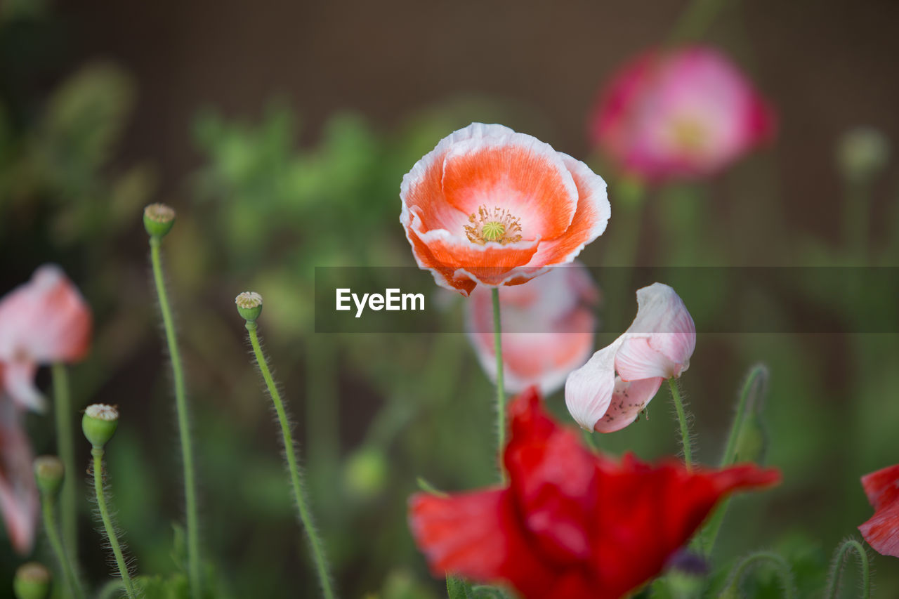 Close-up of poppy flower blooming in garden